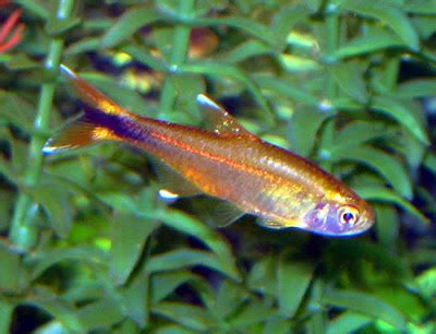 Freshwater Animal: Characidae