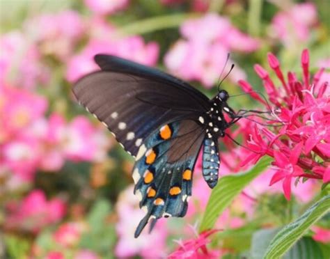 Building a Butterfly Garden with Your Kids