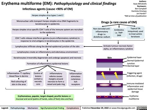 Erythema multiforme (EM): Pathophysiology and clinical findings | Calgary Guide