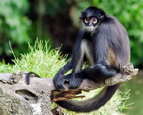 Spider Monkey Facts For Kids | Spider Monkey Diet & Habitat