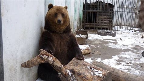 Abnormally Warm Winter Keeps Siberian Bears From Hibernating - The ...