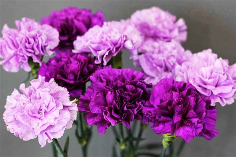 Uses Of Carnation Flower | Best Flower Site