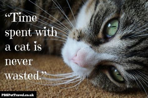 Image result for inspirational cat quotes | Cute cat quotes, Cat quotes, Cats