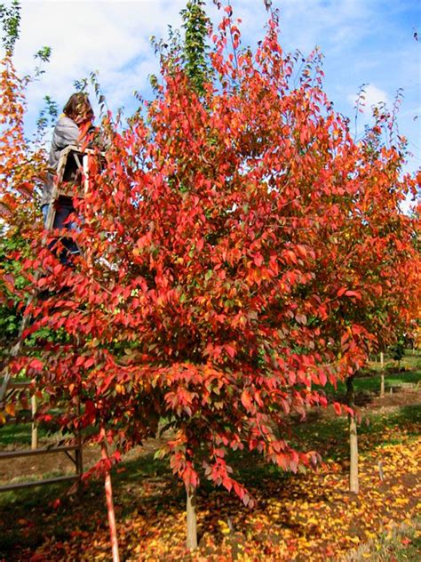 Native Flame® American Hornbeam, grouping of three in the Middle Fork ...