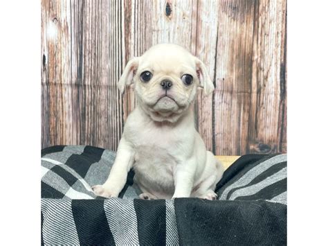 Pug Puppy Cream ID:17401 Located at Petland Fairfield, Ohio