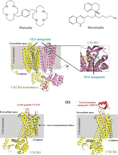 Structures of CXCR4 antagonists and their mechanisms of action. (a)... | Download Scientific Diagram