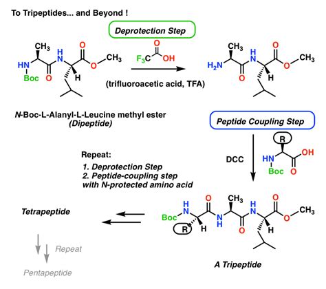 Den Mülleimer ausleeren Geologie Seite ˅ peptide synthesis mechanism ...