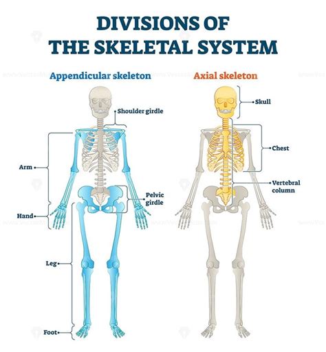 Divisions of appendicular and axial skeletal system labeled explanation | Skeletal system ...