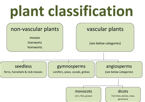 Search Results for “Blank Taxonomy Chart” – Calendar 2015