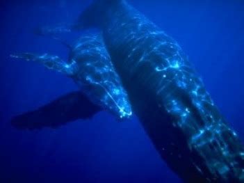 Reproduction - Aquatic Giants:The Blue Whale and the Whale Shark