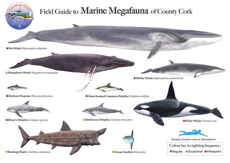 What species am I most likely to see in West Cork? — Whale watching in West Cork, Ireland with ...