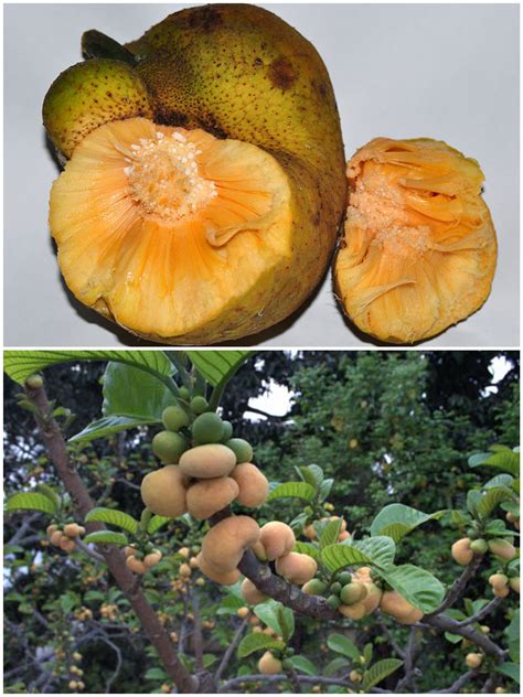 Dewa (ডেউয়া ফল) - Monkey Jack - Artocarpus Lakoocha | Arvore de frutas ...