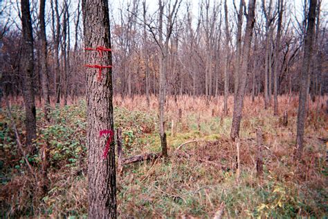 Picture Gallery – Black Walnut Plantation For Sale