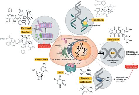 The mechanisms of action of the main chemotherapeutic agents. There are ...