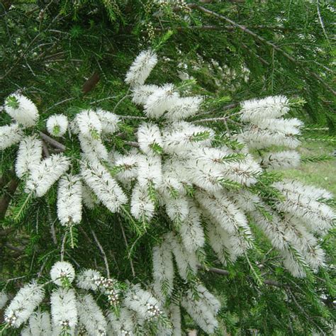 Melaleuca linearifolia - Comprar en VallsGarden