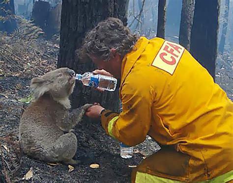 Black Saturday February 7th 2009 - ANZBA: Australian & New Zealand Burn ...