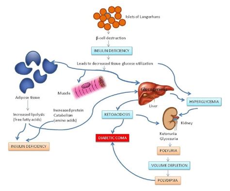 Pathophysiology of type-1 diabetes | Download Scientific Diagram