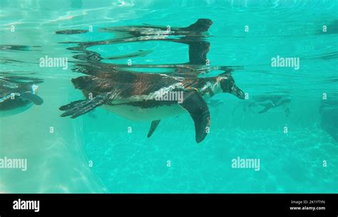 Emperor penguin dive water hi-res stock photography and images - Alamy