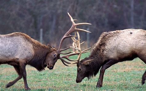 The Buffalo River | The Nature Conservancy in Arkansas