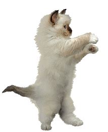 Cat Dancing Sticker for iOS & Android | GIPHY