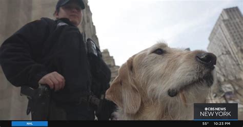 NYPD detective following in her father's footsteps alongside K-9 - CBS New York