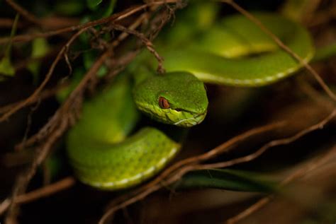 Asian lanceheads (Genus Trimeresurus) · iNaturalist.org