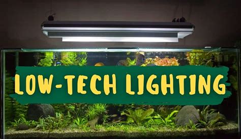 Lighting Guide For Low-Tech Planted Aquariums