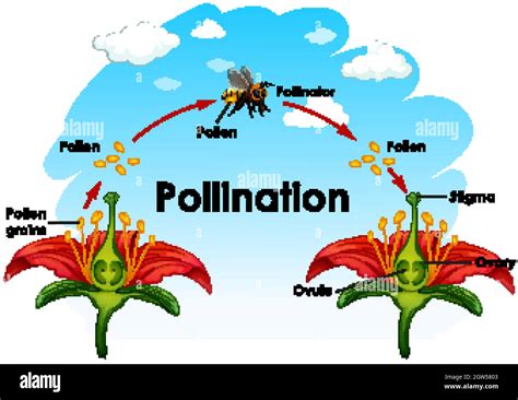 Diagram showing pollination with flower and bee Stock Vector Image ...