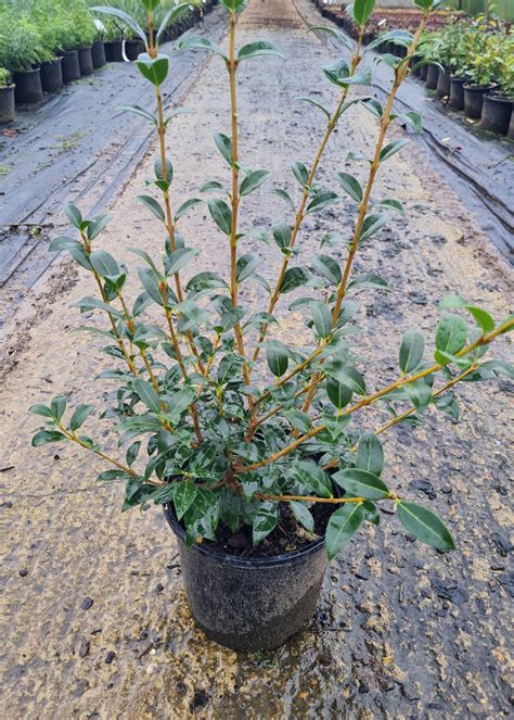 Osmanthus Burkwoodii – Woodhams Plants