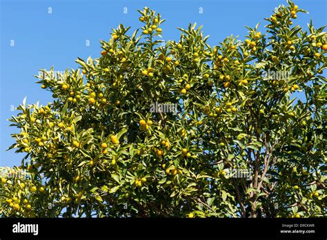 Kumquat tree with fruit Stock Photo - Alamy