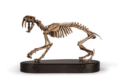 A Bronze Sculpture of a Saber-Toothed Tiger | Natural History, including Gorgosaurus | 2022 ...