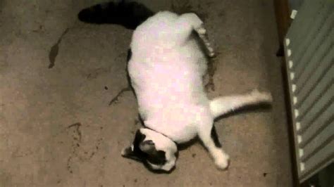 Cat having grand mal epileptic fit feline (epilepsy seizure) - YouTube