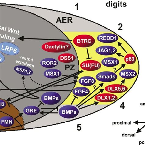 Mutations in p63. Two of at least six isoforms of the p63 protein are... | Download Scientific ...