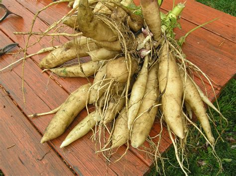 Rare Edible Root Crops: 2012 yacon harvest