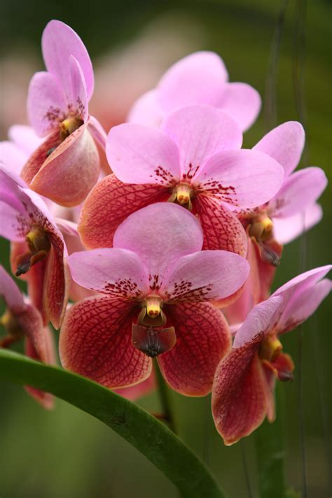 Waling-waling: The Queen of Philippine Orchids