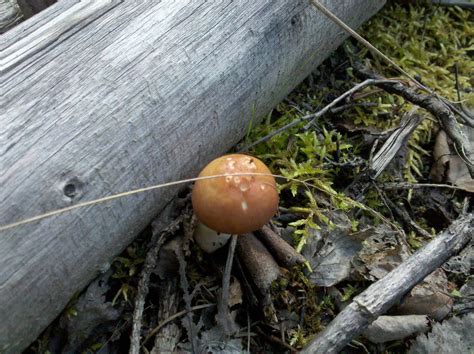 Alaska mushroom find, Need help identifying these please - Mushroom Hunting and Identification ...