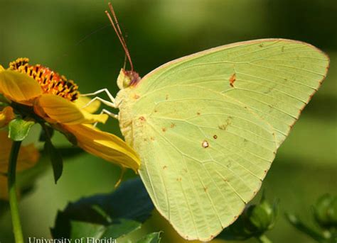 cloudless sulphur - Phoebis sennae (Linnaeus)