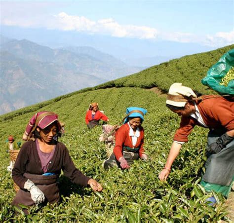 Tea Fair and Festival Assam - Popular Festivals of Assam