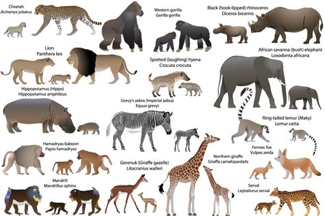 African Animals Names