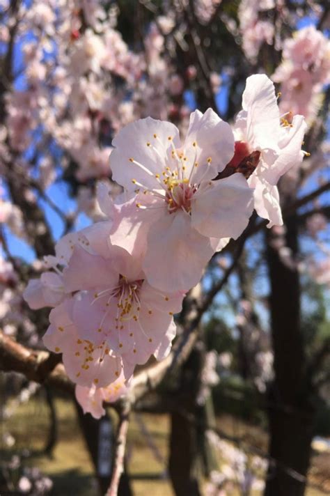 Tokyo’s Plum Blossom Season: Where and why you should go | JAPAN Forward