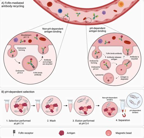 Environment-sensing antibodies. (a) Neonatal Fc receptor... | Download Scientific Diagram