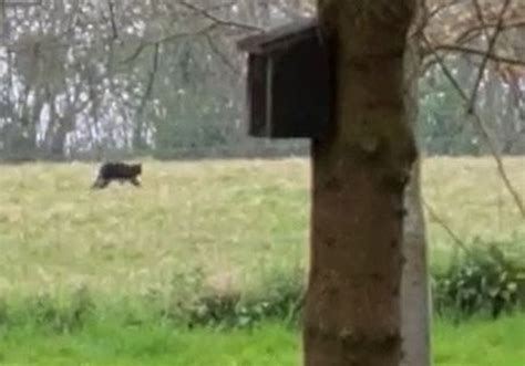 Big cat sightings in the UK - where have they been spotted and what are the latest theories ...