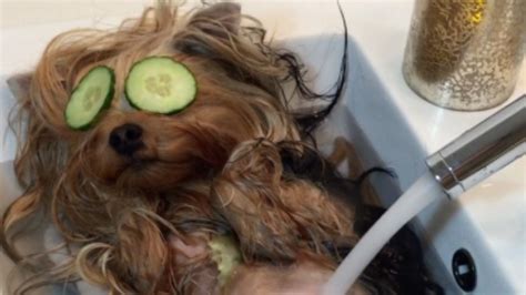 Dog having a spa day is more relaxed than you'd ever imagine | Mashable