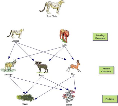 Food web | Food chain diagram, Elephant food, Asian elephant