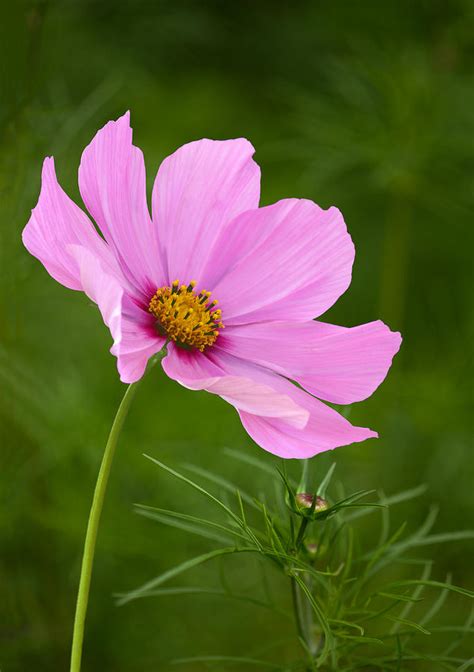 Pink Cosmos Flower In Garden Setting Photograph by Rosemary Calvert