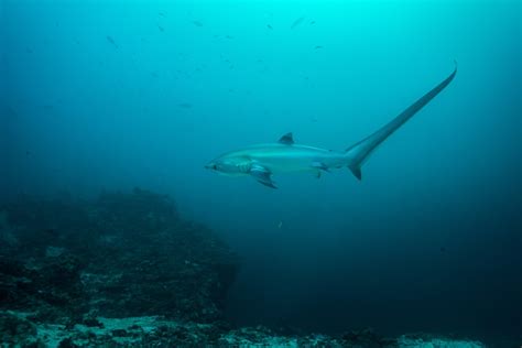 FAU | Study Uncovers Mechanics of ‘Tail-Whipping’ in Thresher Sharks