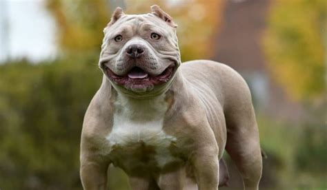 Why Do Pitbulls Smile? Because They Are Really Really Happy?