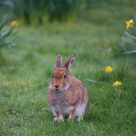 Irish hare or mountain hare? - Treshnish Holiday Cottages