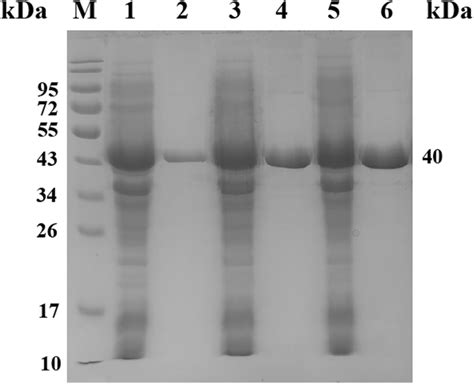 The SDS-PAGE analysis for the formate dehydrogenases. M, PageRuler ...