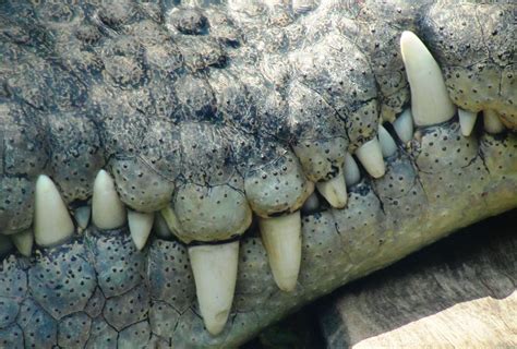 Big Teeth | Big teeth, Saltwater crocodile, Teeth